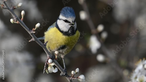 Blue tit on a branch with blossoms in spring. Bird blue tit Cyanistes caeruleus in the wild. Close up. Slow motion. photo