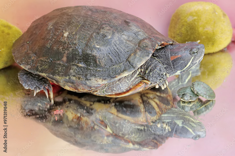 Fototapeta premium An adult red-eared slider tortoise sunbathes while guarding her two babies. This reptile has the scientific name Trachemys scripta elegans.