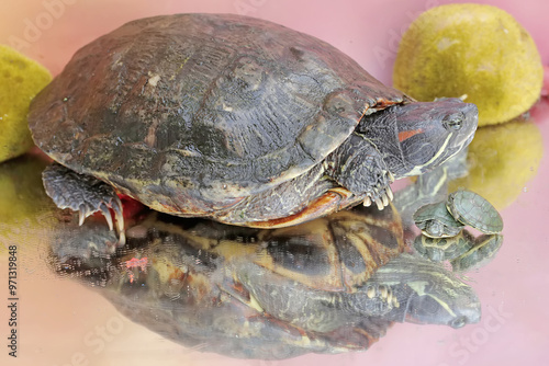 An adult red-eared slider tortoise sunbathes while guarding her two babies. This reptile has the scientific name Trachemys scripta elegans. photo