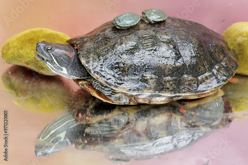 An adult red-eared slider tortoise sunbathes while guarding her two babies. This reptile has the scientific name Trachemys scripta elegans.