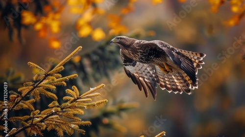 A brown hawk with yellow eyes & beak flies right, with spread wings & curved tail. Landscape shows blurred orange & yellow, hinting at autumn forest. Peaceful, natural scene with depth.