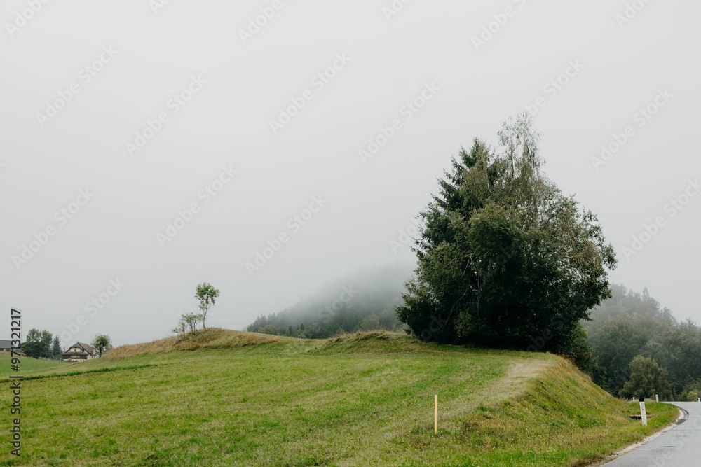 Fototapeta premium Green meadow and a tree by a rural road with a misty forest in the background