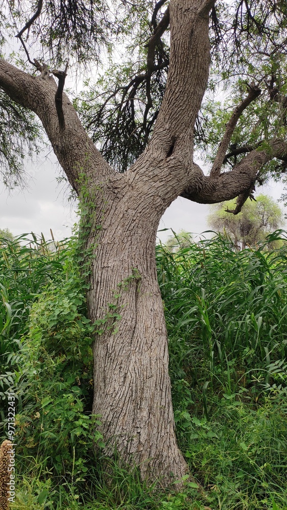 Tecomella Undulata tree trunk, Rohida tree Tecomella Undulata tree trunk, Rohida tree