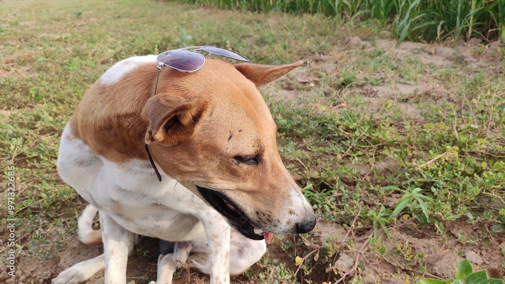 Portrait of a dog with sunglasses, close up view Portrait of a dog with sunglasses, close up view