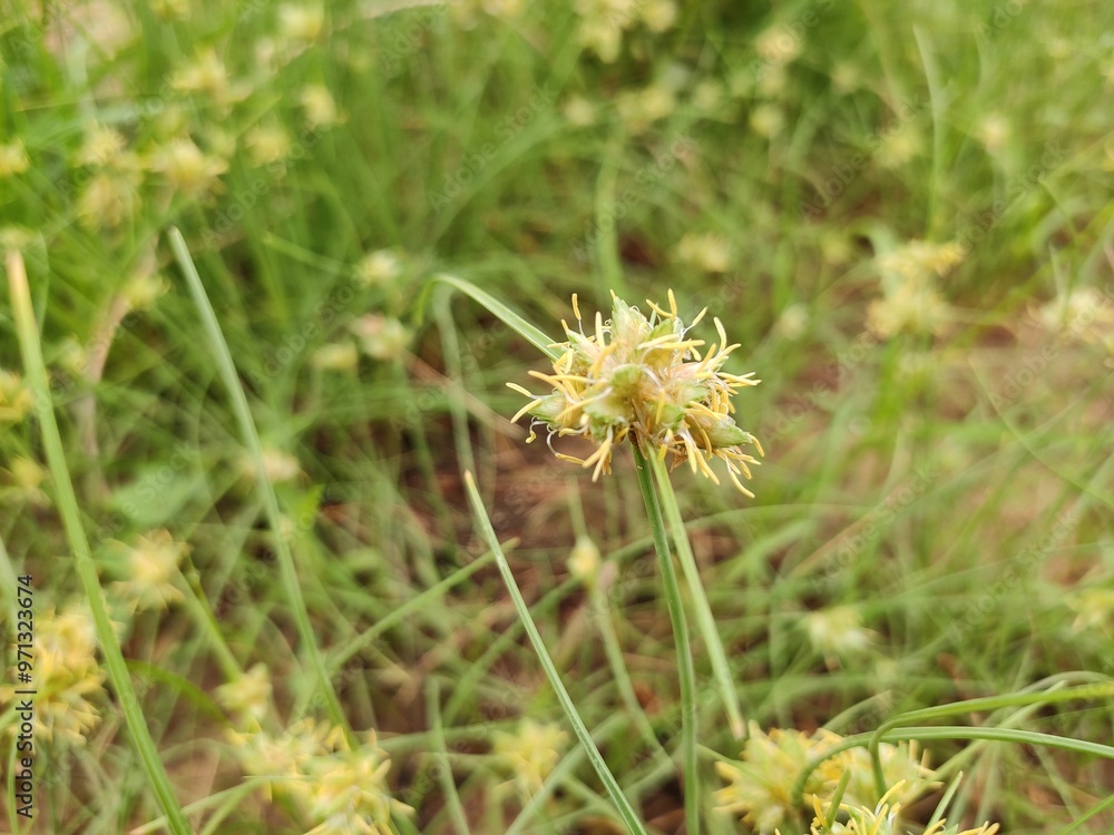 Close up view of Cyperus Conglomerates plant, blossoming flowers of Cyperus Conglomerates grass Close up view of Cyperus Conglomerates plant, blossoming flowers of Cyperus Conglomerates grass