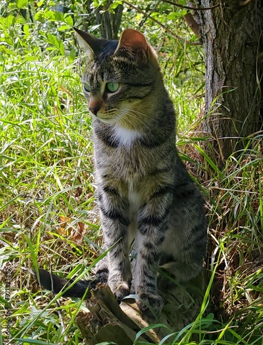 Wallpaper Mural My kitten by the tree in our yard Torontodigital.ca
