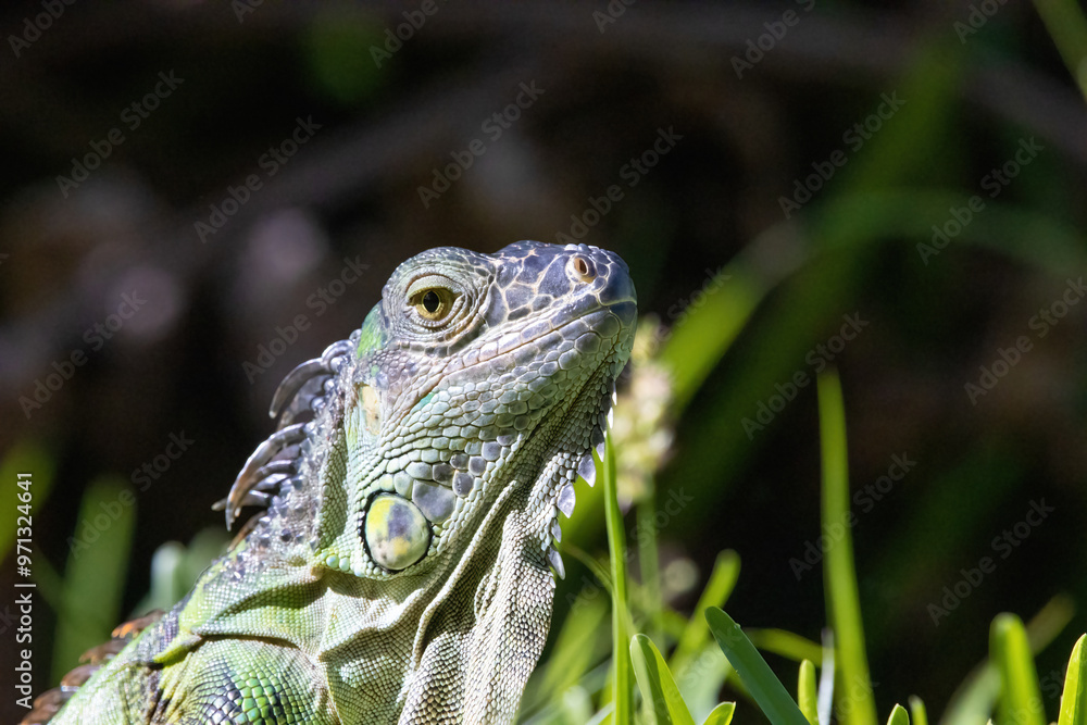 Obraz premium green iguana on grass