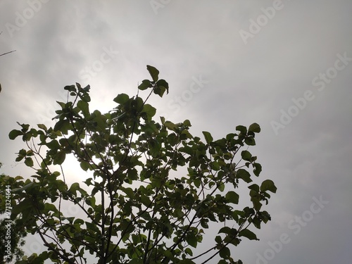 Teak (Tectona Grandis) tree  branches, low angle view, Sagwan tree branches with cloudy sky photo