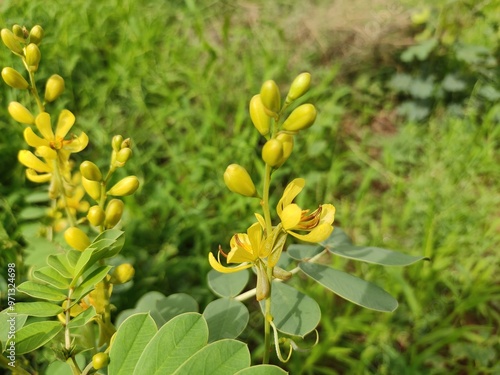 Wallpaper Mural Alexandrian Senna wild flowers, blossoming yellow flowers of Alexandrian Senna plant,, close up view Torontodigital.ca