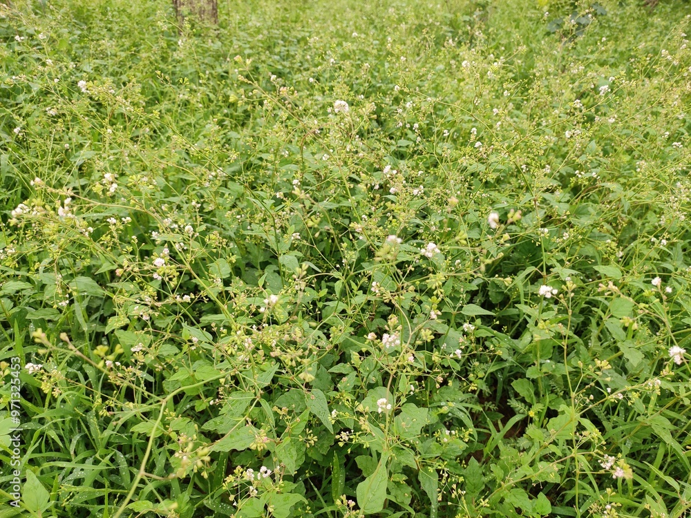 Flowering wild grass field, wild grassland Flowering wild grass field, wild grassland