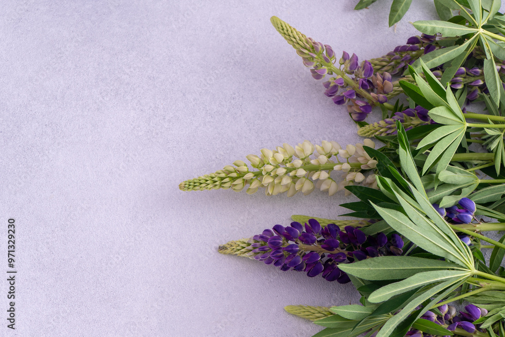 Naklejka premium Lupine flowers. Purple pink buds plant. Petal floral background. Lupinus wild flower