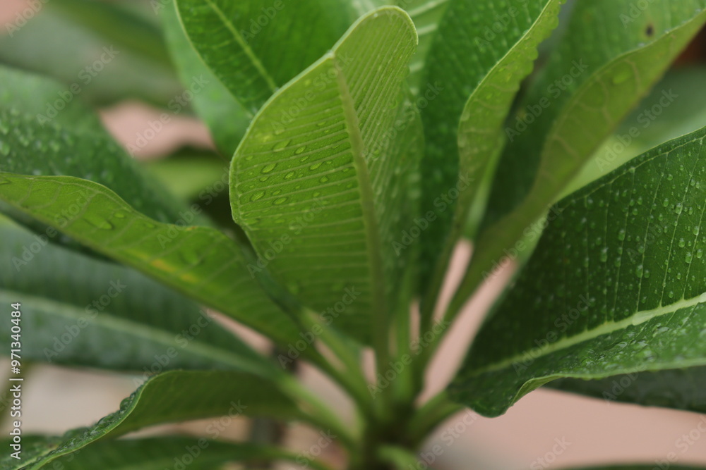 leaf with drops