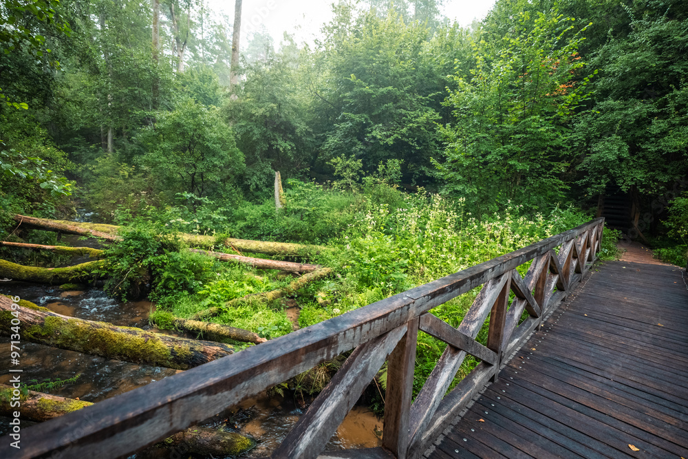 Wooden bridge. Amazing forest on a cloudy, rainy day. Trees covered with moss fallen on the river. Czartowe Pole Nature Reserve. Roztocze, Jozefow, Poland