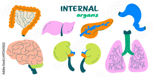 A set of human internal organs including the intestines, liver, brain, lungs, kidneys, pancreas and stomach. A colorful vector collection of separate internal organ elements