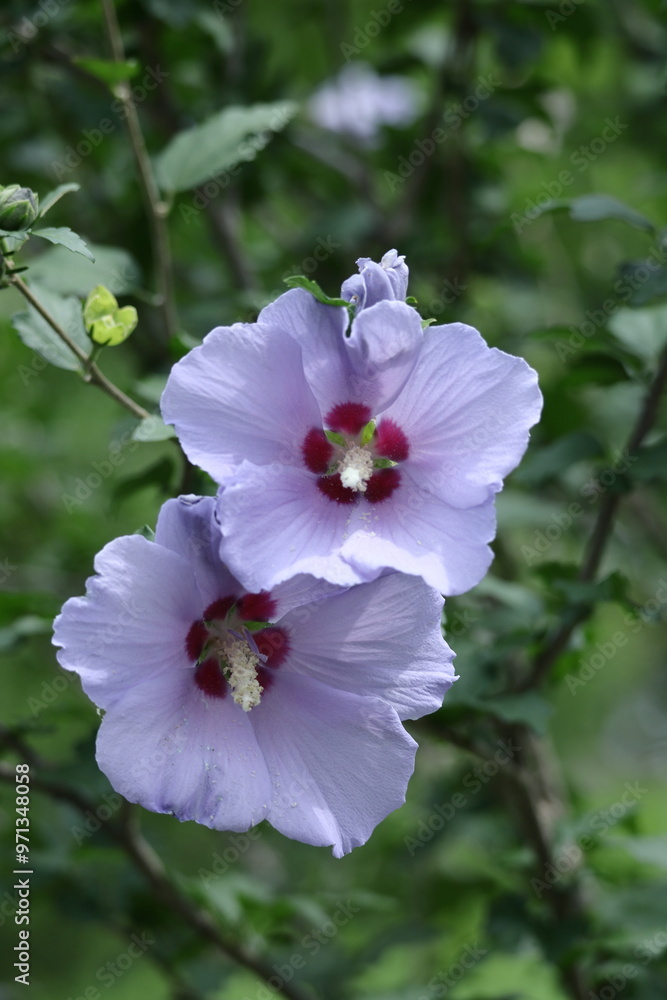 夏の茶室を彩る 夏の茶室を彩る