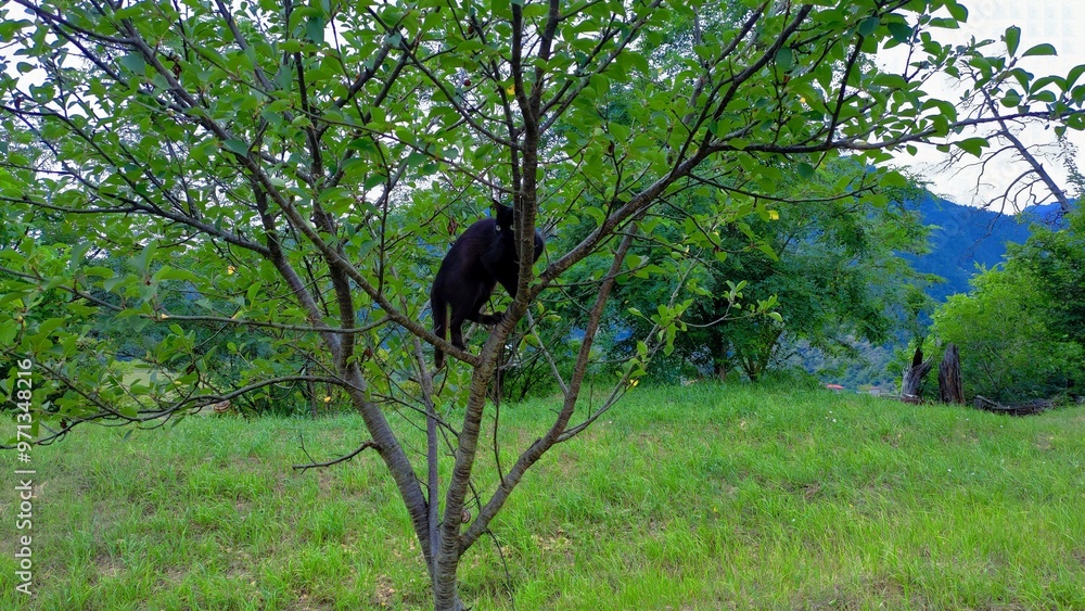 custom made wallpaper toronto digitalMy kitten on a tree in our yard.