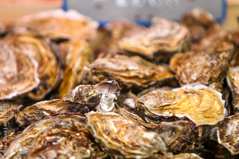 Harvesting Pacific oysters at a bustling coastal market during the early morning hours, celebrating nature's ocean bounty Harvesting Pacific oysters at a bustling coastal market during the early morning hours, celebrating nature's ocean bounty