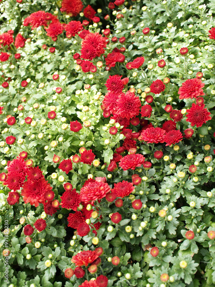 This image features a vibrant display of red chrysanthemums. The flowers are in various stages of bloom, with some fully open and others still in bud. This image features a vibrant display of red chrysanthemums. The flowers are in various stages of bloom, with some fully open and others still in bud.