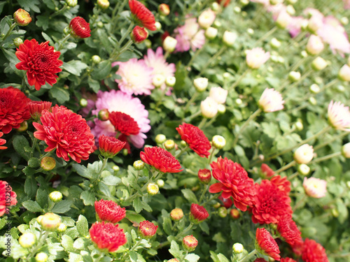 This image features a vibrant display of red chrysanthemums. The flowers are in various stages of bloom, with some fully open and others still in bud. 