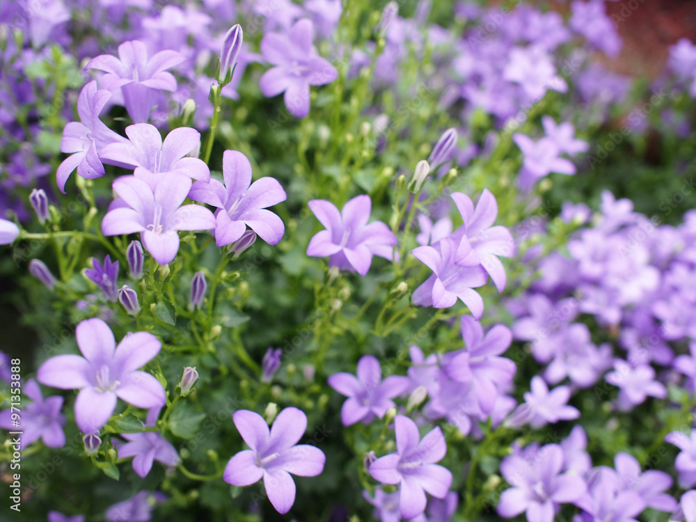 This image features a vibrant display of purple bellflowers. The flowers have a bell-like shape with five petals and are clustered together in abundance. This image features a vibrant display of purple bellflowers. The flowers have a bell-like shape with five petals and are clustered together in abundance.