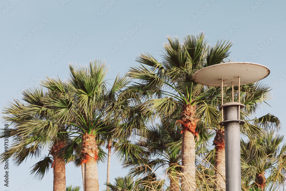 Street light illuminated against a backdrop of palm trees, creating a tropical urban scene