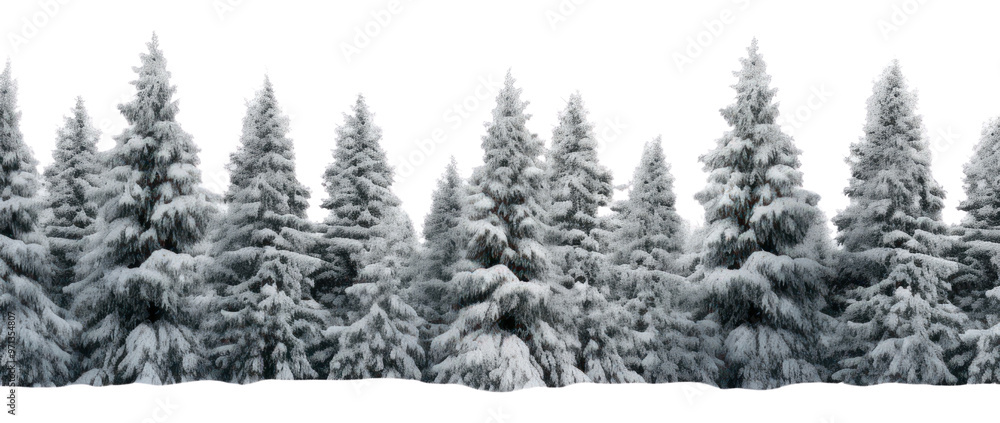 Fototapeta premium Snowy pine trees nature backgrounds landscape.