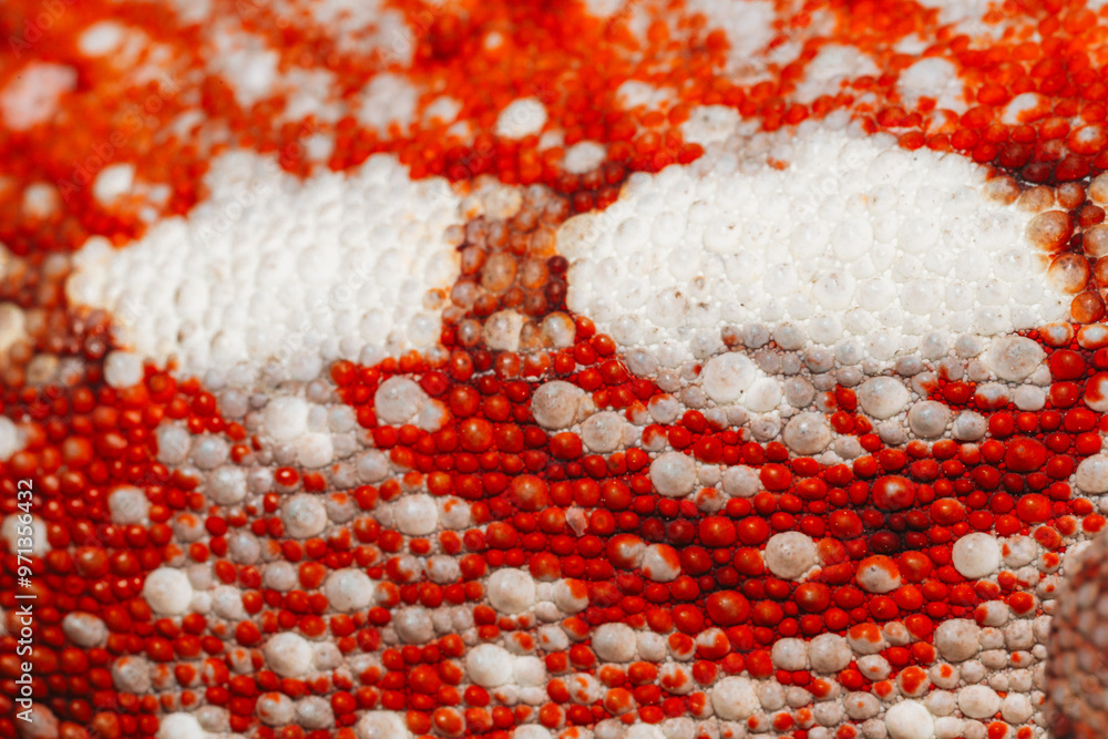 Wild Chameleon skin red macro details