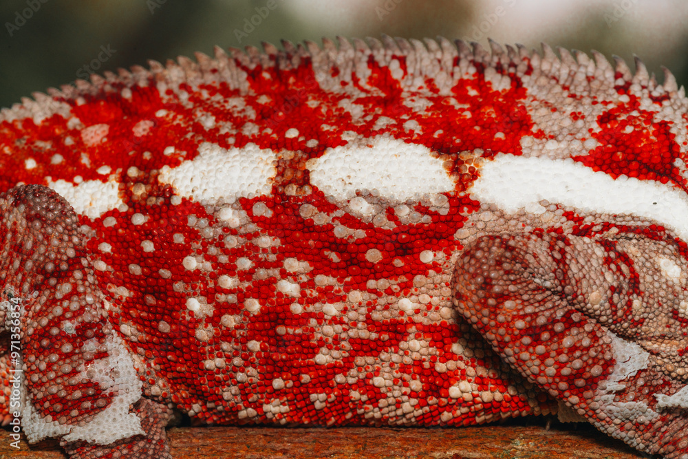 Wild Chameleon skin red macro details