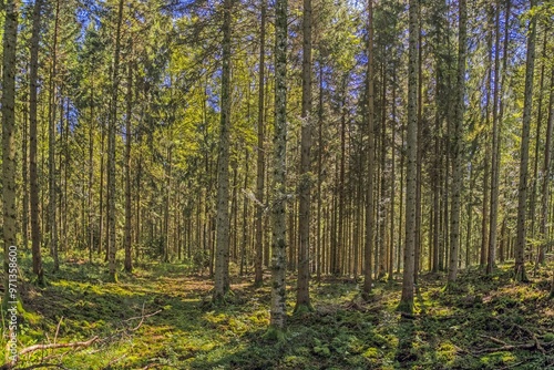 Panoramic picture of a natural dense German forest in summer with lots of green ground vegetation