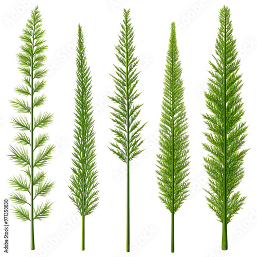 Set Fern Horsetail Equisetum on isolated transparent PNG Background