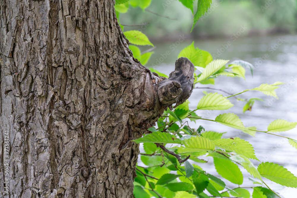 Obraz premium Tree trunk with fancy knot. Branch and bark pattern against the background of river and deciduous forest. Twigs with green fresh foliage in spring. Nature and landscapes.