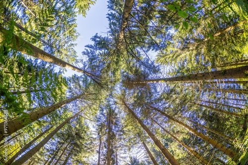 Fotografie Vertical image of treetops in a dense green forest against the sky
