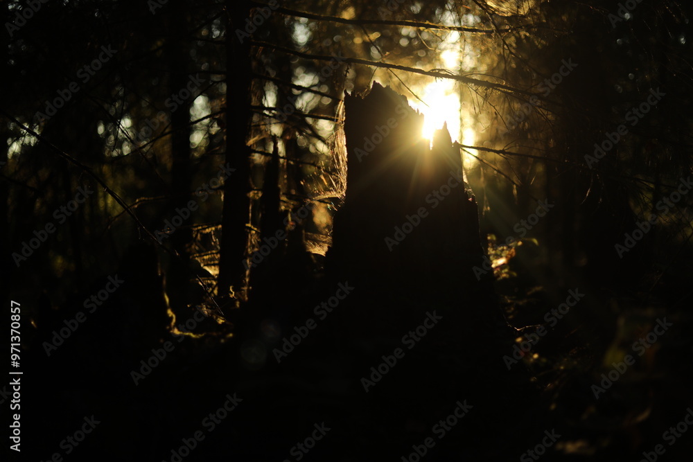 The light of the sun in an old forest. Relic forest in the rays of light. Nature in summer. The light of the sun in an old forest. Relic forest in the rays of light. Nature in summer.
