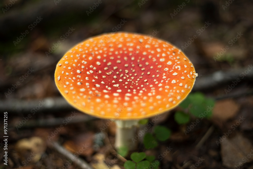 Red fly agaric in the forest. Magical mushroom. Red cap mushroom. Red fly agaric in the forest. Magical mushroom. Red cap mushroom.