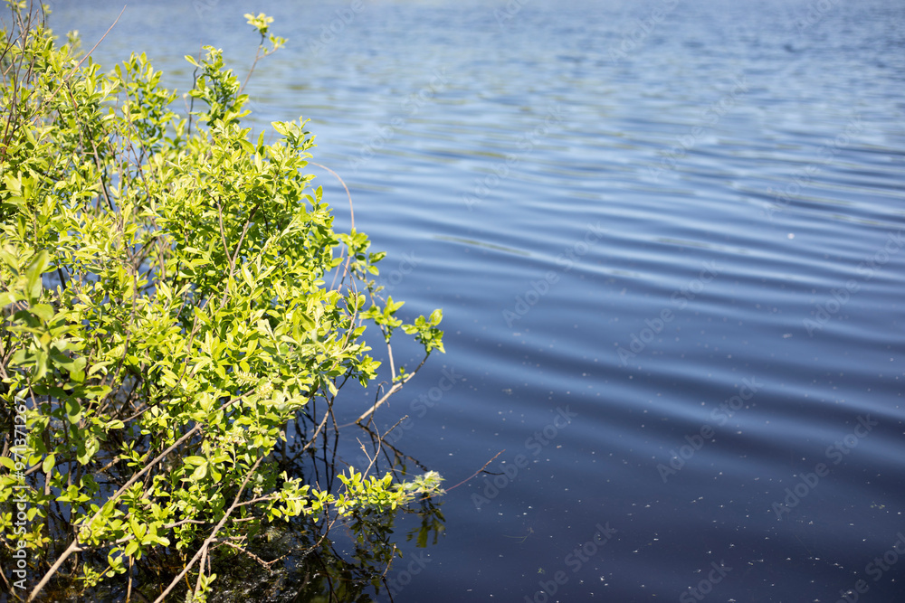 A lake in the forest. A swamp from the ice age. A pond in summer. A lake in the forest. A swamp from the ice age. A pond in summer.