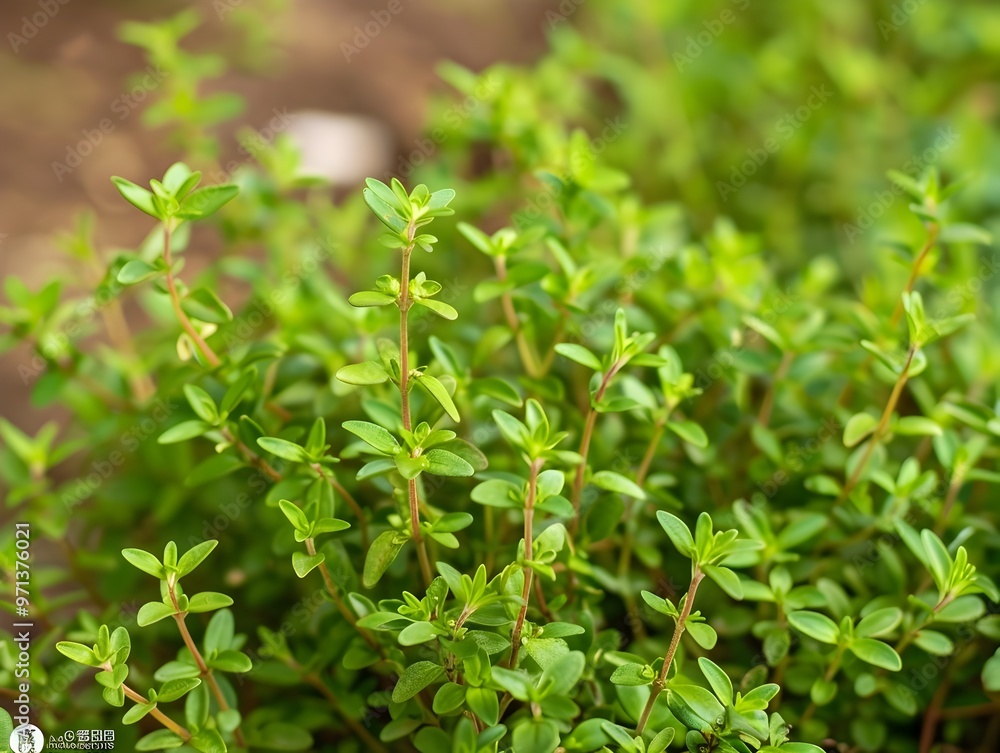 Close-up of Fresh Thyme Sprigs with Delicate Leaves and Woody Stems Close-up of Fresh Thyme Sprigs with Delicate Leaves and Woody Stems