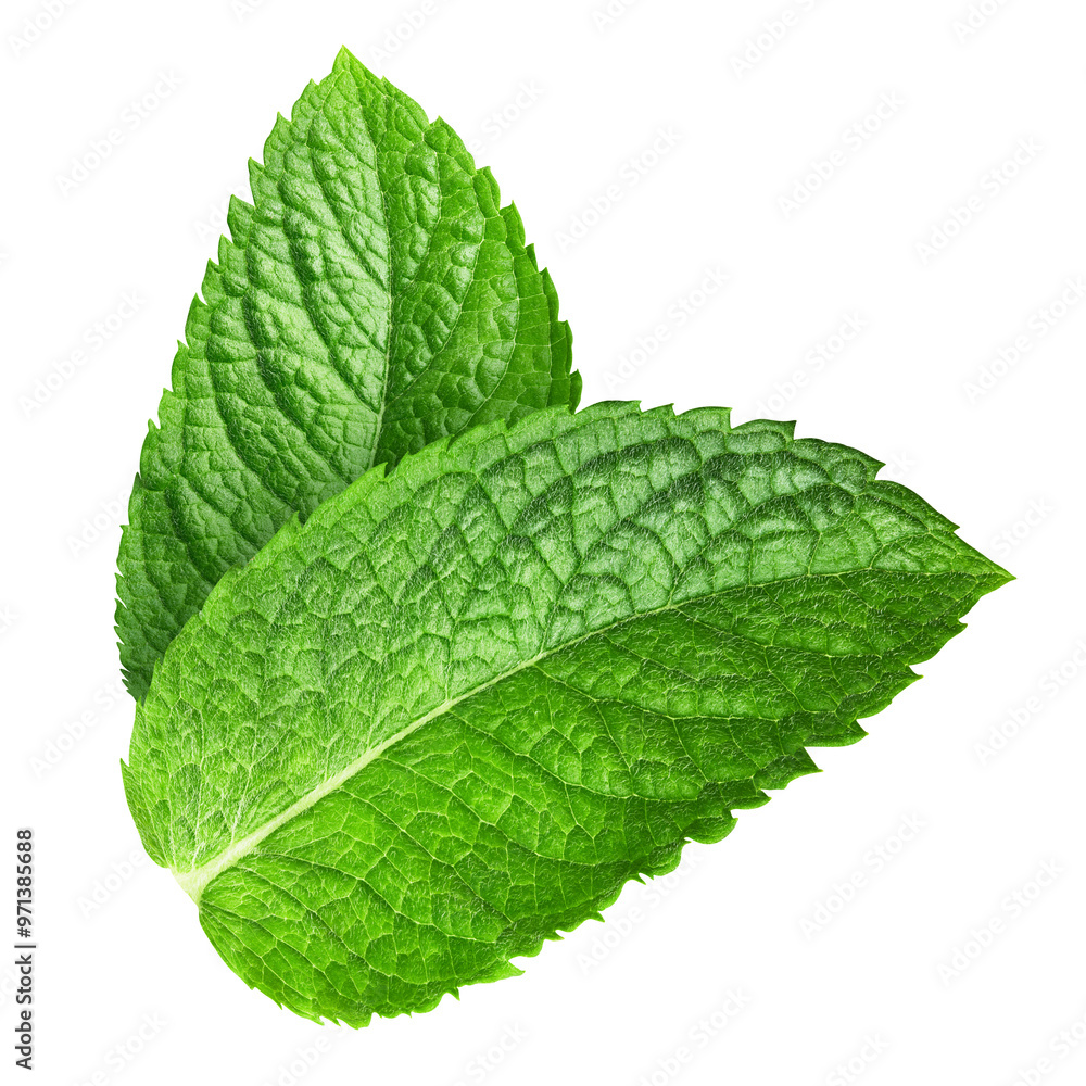 Fresh raw mint leaf isolated on white background. Mint leaf clipping path Fresh raw mint leaf isolated on white background. Mint leaf clipping path