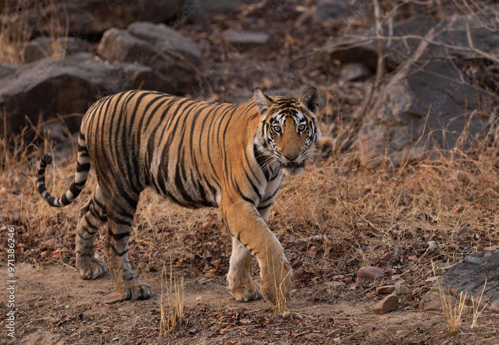 A tiger on walk stares at camera at Panna Tiger Reserve, Madhya pradesh, India A tiger on walk stares at camera at Panna Tiger Reserve, Madhya pradesh, India