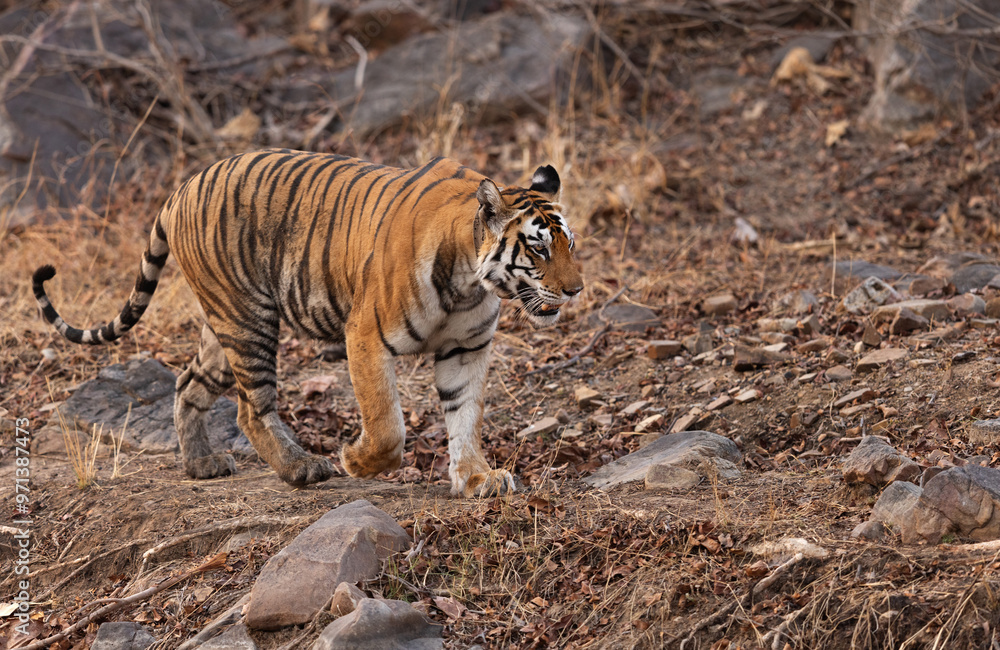 Obraz premium Closeup of a tigress walking in rocky terrain at Panna Tiger Reserve, Madhya pradesh, India