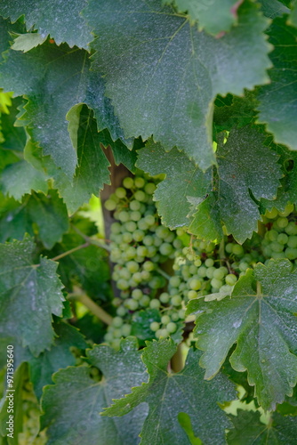 Grapes on the vine