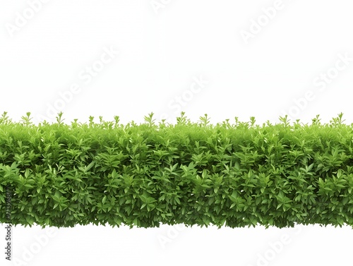 Lush green foliage border isolated on white background.