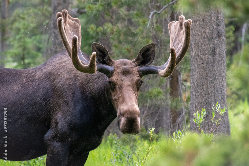Bull Moose Bull Moose