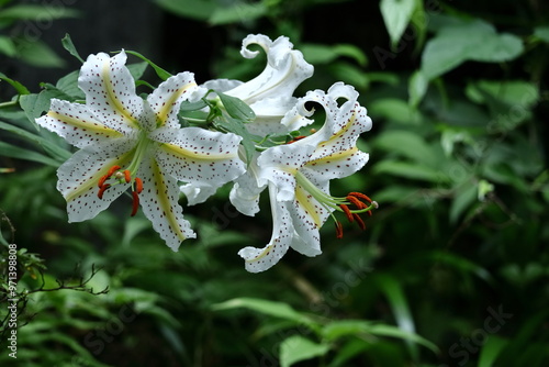 華麗なユリの王者