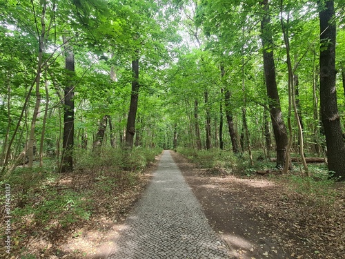 nature path in Berlin Grünau / Treptow - Köpenick photo