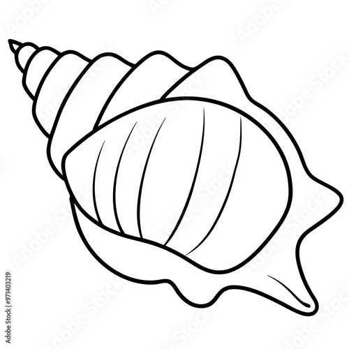 seashell outline coloring book page line art drawing