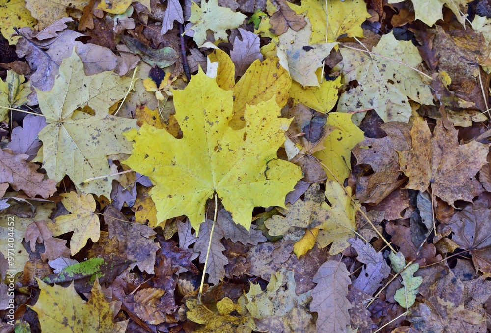 Gefallene Blätter in Herbstfarben Gefallene Blätter in Herbstfarben