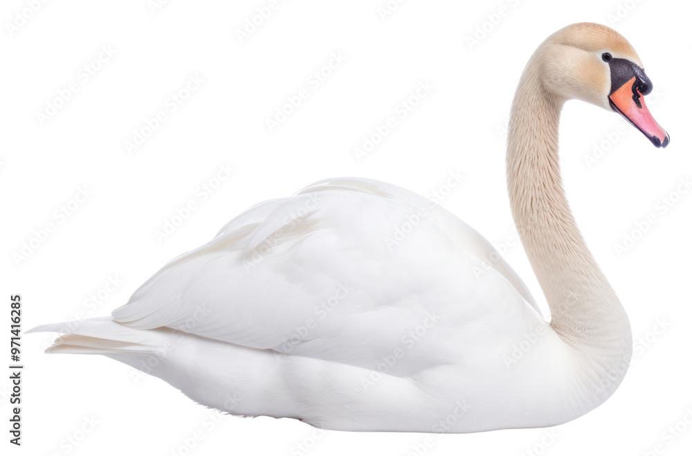 Fototapeta premium PNG Swan swan animal white.