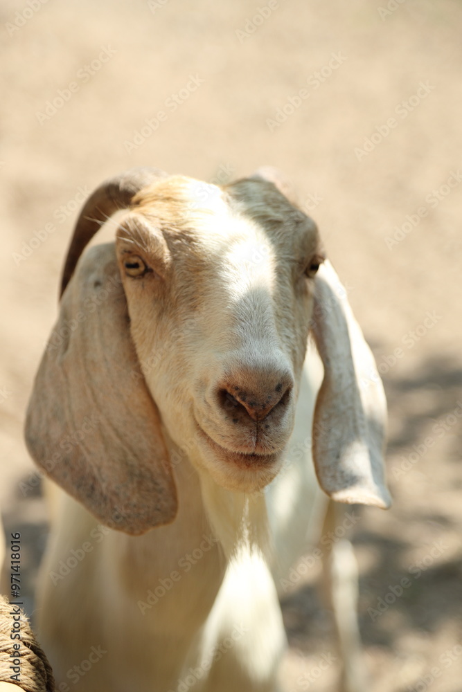 Farm Animal Life Farm Animal Life