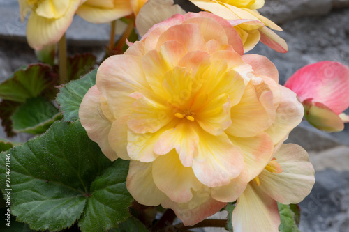 Yellow Begonia from the garden of the church of Sant Feliu de Vilac, Val D'Aran, Lleida photo