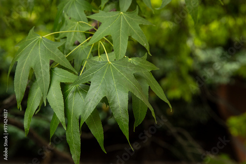 close up of a bunch of Sweetgum leaves. Looks like a maple tree.  photo